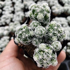 Xương Rồng Trứng Chim